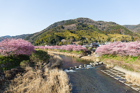 日本城市有樱树图片