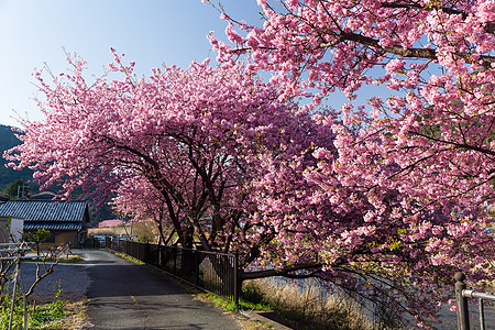 日本的樱树池塘花朵景观晴天公园岩石花瓣城市蓝色爬坡图片