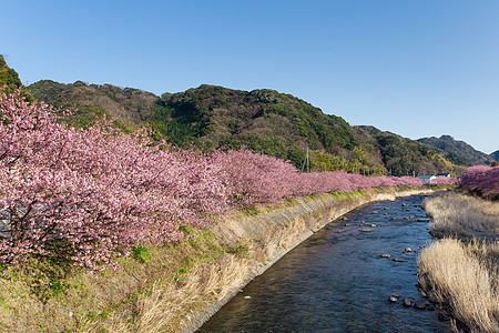 樱花和河流农村植物公园蓝色村庄天空池塘季节城市爬坡图片