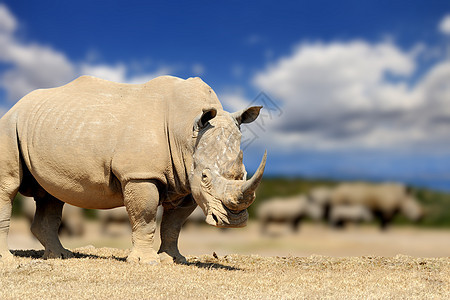 非洲热带草原的Rhino图片