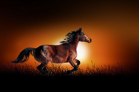 日落背景的马图片