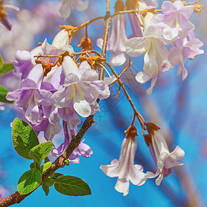 Paulowonia  财富之花环境泡桐植物繁荣植物群公主植被花头花期花序图片