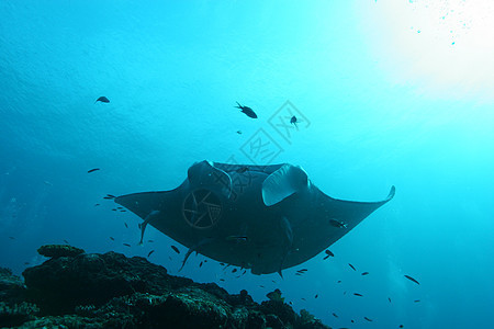 蝠鲼水下潜水照片马尔代夫印度洋冒险荒野热带浮潜海洋旅行盐水游泳气候蓝色图片