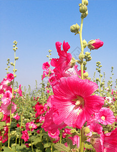 花朵多彩鲜花图片