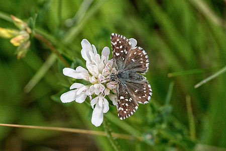 白花上的棕蝴蝶昆虫黑色宏观棕色植物绿色野生动物翅膀白色荒野图片
