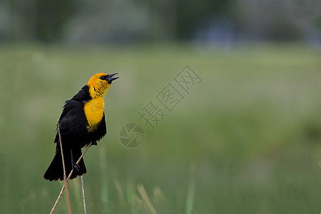 黄头黑鸟在繁衍羽毛的繁殖中歌唱图片