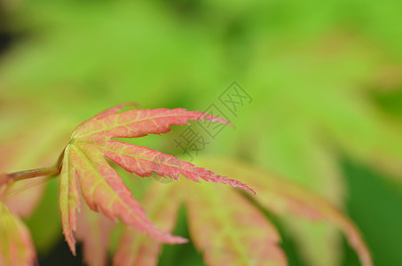 树枝树枝 秋叶在模糊的背景上红色植物群活力松树墙纸框架橙子植物场景叶子图片