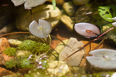 鱼池中的莲叶叶图片