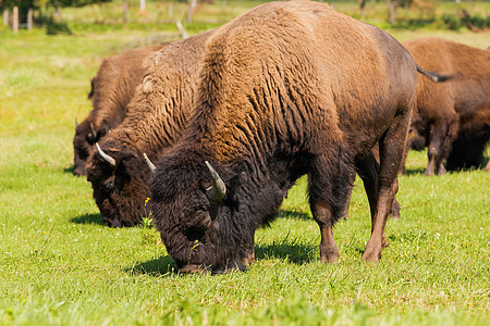 美国野牛Bison 野牛只是水牛场地毛皮野生动物农村荒野农业草原哺乳动物男性配种图片