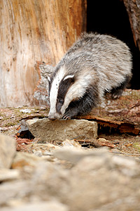 涂贴牌哺乳动物灰色食肉鼬科白色石头黑色野生动物动物狗獾图片