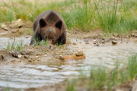 棕熊熊熊在水中野生动物女性动物针叶林危险森林游戏婴儿家庭树木图片