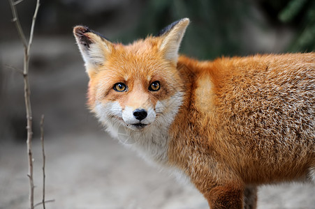 Fox 狐狸动物群毛皮野生动物荒野食肉哺乳动物动物木头森林犬类图片