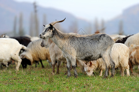 草地里的山羊牧场喇叭胡须环境眼睛季节家畜农场农业水平图片