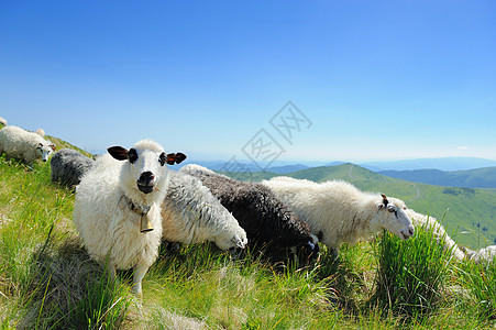 山中羊群晴天山脉农田场地风景环境家畜农场蓝色动物图片