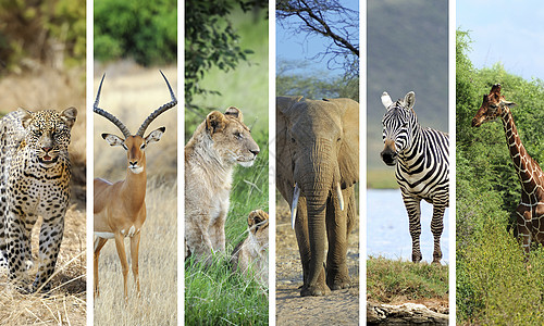 非洲非洲动物旅行哺乳动物孤独旅游环境人群动物群野生动物食肉摄影图片