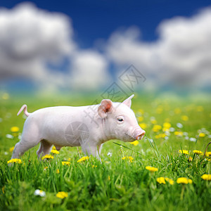 青草上的小猪天空农场动物农业草地运动好奇心食物场景生活图片