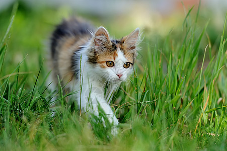 年青猫猫草地头发猫科动物花园哺乳动物兽医虎斑朋友小狗宠物背景图片