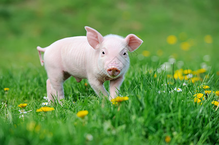 草地上的幼猪图片
