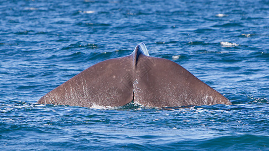 尾部的Sperm鲸鱼潜水山脉生物尾巴野生动物鲸蜡捕鲸动物海洋吸虫海洋生物图片