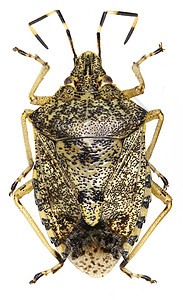 白色背景上的瓶装护盾虫Poda 1761年宏观几丁质漏洞甲虫宠物盾虫翅膀昆虫半翅目天线图片