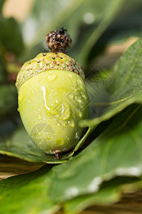 橡橡果和绿叶坚果橡子邀请函季节植物群手工植物学枝条标本馆森林图片