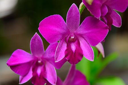 泰国的紫兰花鲜花图片