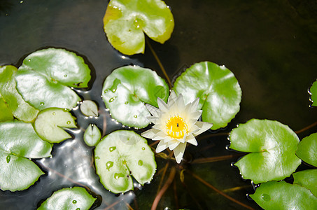 泰国曼谷白色绿色叶子植物百合花园池塘植物群夏天高清图片素材