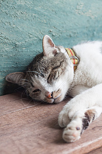 睡在花园家的泰猫动物毛皮爪子建筑宠物猫咪木板寺庙土壤废墟背景图片