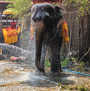 大象洗浴哺乳动物游客旅游动物野生动物旅行农场驯象师图片