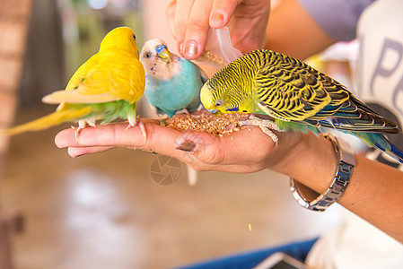 鹦鹉在吃人手的食物女士黄色宠物食品手指翅膀野生动物绿色生活动物图片