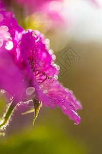 粉红色的花瓣特写图片