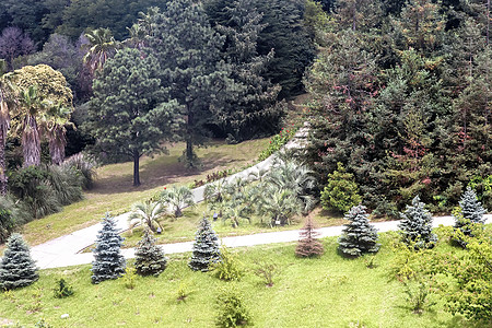 热带和亚热带植物的弧度植被小路崖柏公园叶子木头休息长椅夹竹桃树木图片
