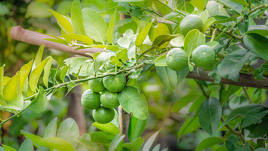 青绿树种植园绿色水果植物收成叶子食物生长热带柠檬图片