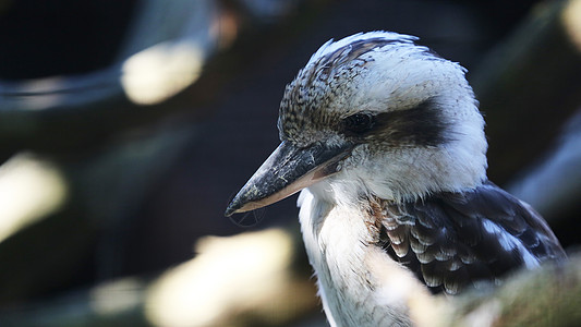 欢笑的Kookaburra肖像图片