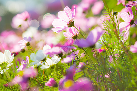 宇宙花朵花园活力乡村植物日落环境晴天农村植物群绿色图片