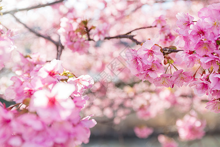 樱花植物蓝色天空村庄旅行女王快乐投标季节爬坡图片