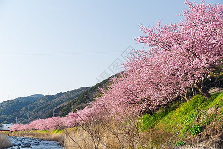 樱桃树和河流花园城市景观花瓣岩石爬坡石头天空季节植物群图片