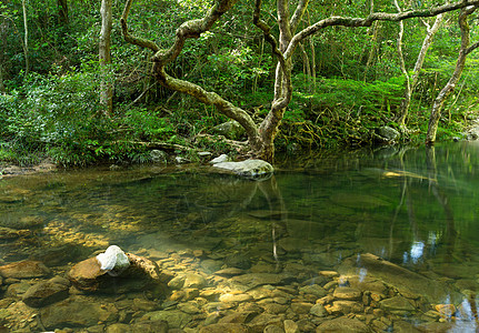 热带森林和湖泊公园旅行天空蓝色反射木头岩石场景池塘风景图片