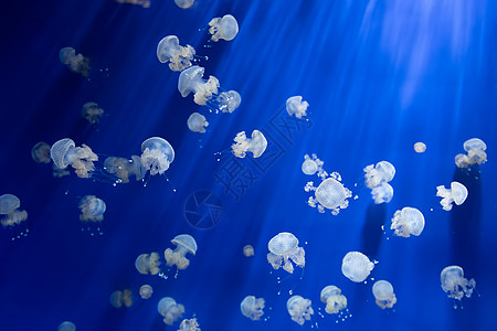 蓝色水母美杜莎水母水下潜水照片埃及红色 se游泳生活海蜇热带水族馆物质危险触手气候生物学背景