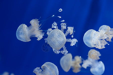 美杜莎水母水下潜水照片埃及红色 se蓝色触手海蜇水族馆游泳生物学珊瑚物质野生动物危险图片