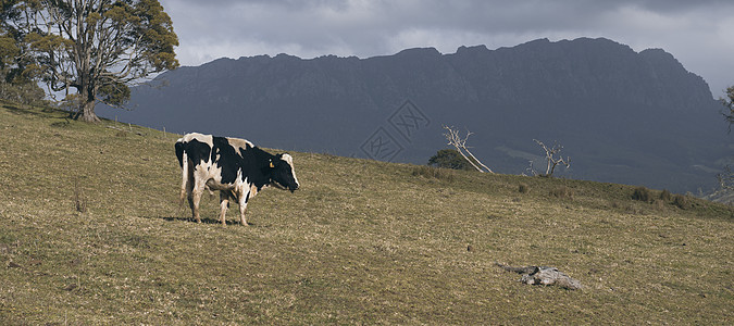 母牛农场农村草地动物牛肉哺乳动物场地牧场农田农业图片