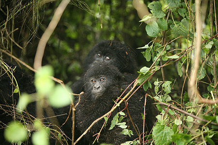 非洲热带森林 卢旺达非洲热带森林野大猩猩动物大猩猩黑色林地毛皮眼睛生活雨林荒野力量宠物图片
