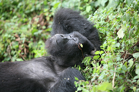 非洲热带森林 卢旺达非洲热带森林野大猩猩动物林地荒野大猩猩毛皮灵长类雨林黑色头发眼睛哺乳动物图片