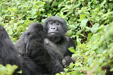 非洲热带森林 卢旺达非洲热带森林野大猩猩动物眼睛头发宠物生活动物毛皮灵长类野生动物雨林林地图片