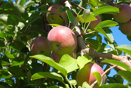 在果实叶和树枝的树上 有苹果图片
