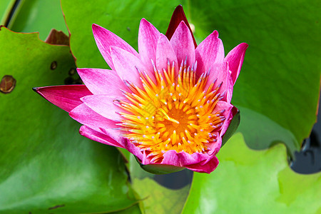 池塘里美丽的莲花 池塘里很多莲花都盛开荷花植物百合花瓣叶子热带荒野公园紫色反射图片