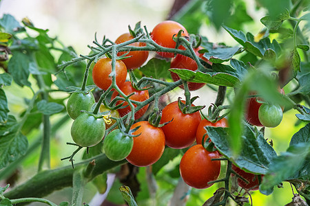 开菜花园西红柿准备采摘花园收成食物生长蔬菜幼苗生产衬套水果场地图片