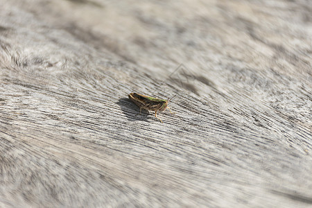 特写木头上的动物荒野蟋蟀角马植物昆虫漏洞棕色绿色叶子图片