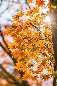 秋天的背景水平步伐植物群季节辉光照片公园晴天阳光黄色图片
