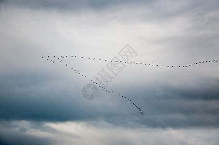 飞雪中的雪鹅移民空气动物群生活团体日落鸽子太阳野生动物旅行图片
